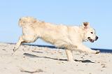 GOLDEN RETRIEVER 492